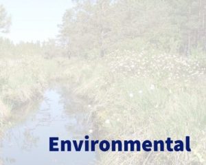 environmental header image with an overgrown wetland in the background