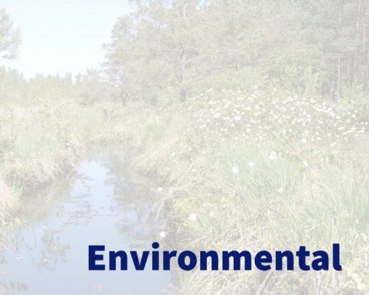 environmental header image with an overgrown wetland in the background