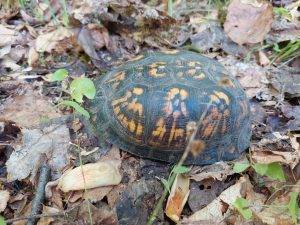 eastern box turtle, endangered species assessment